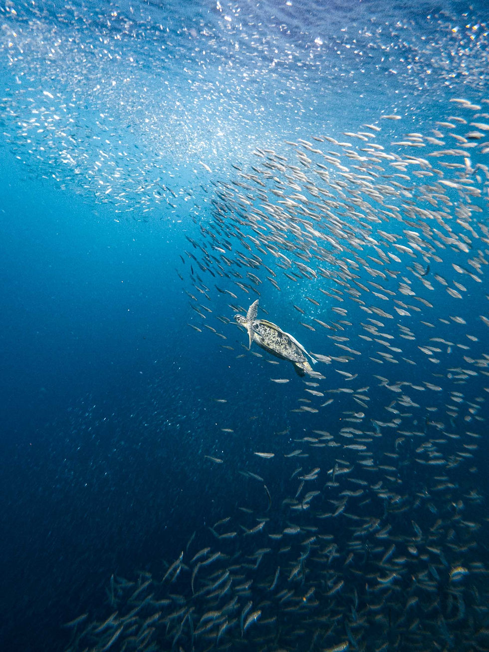 Moalboal sardines turtle The Mactan Newtown