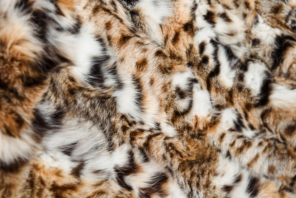 Miniatura: Genuine Lynx Pelt Throw , Real Lynx Pelt Throw Rugs