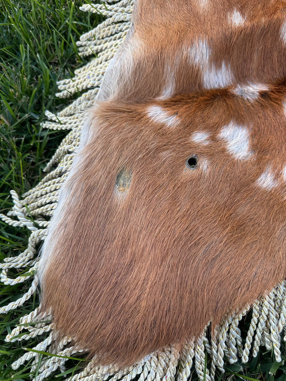 Miniature : Chital Deer Pelt Rugs, Natural Deer Hide, Real Cheetal Deer Hide Rugs