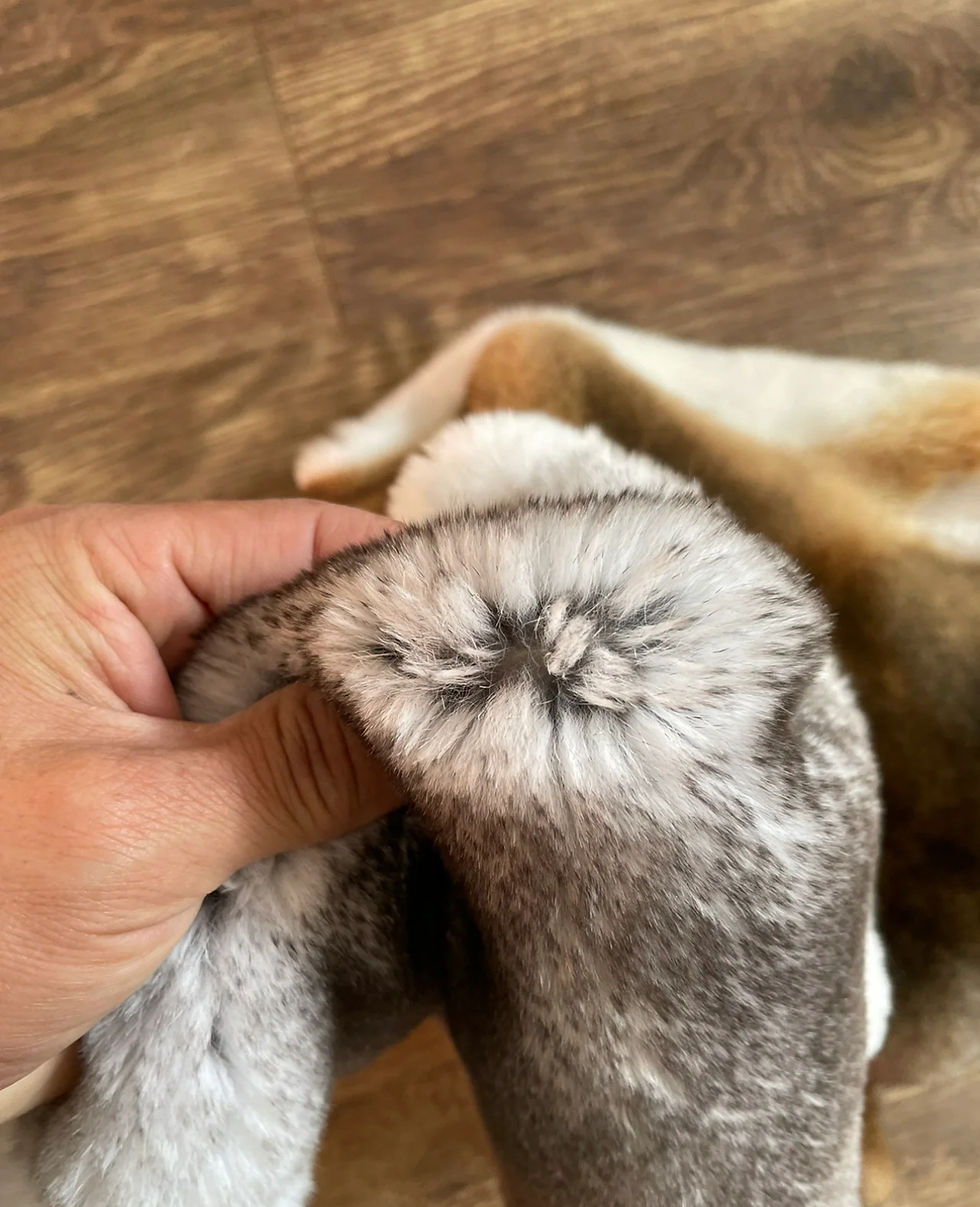 Miniature : Natural Rex Fur, Real Rex Rabbit Fur, Luxury Rex Skin, Rex Fur