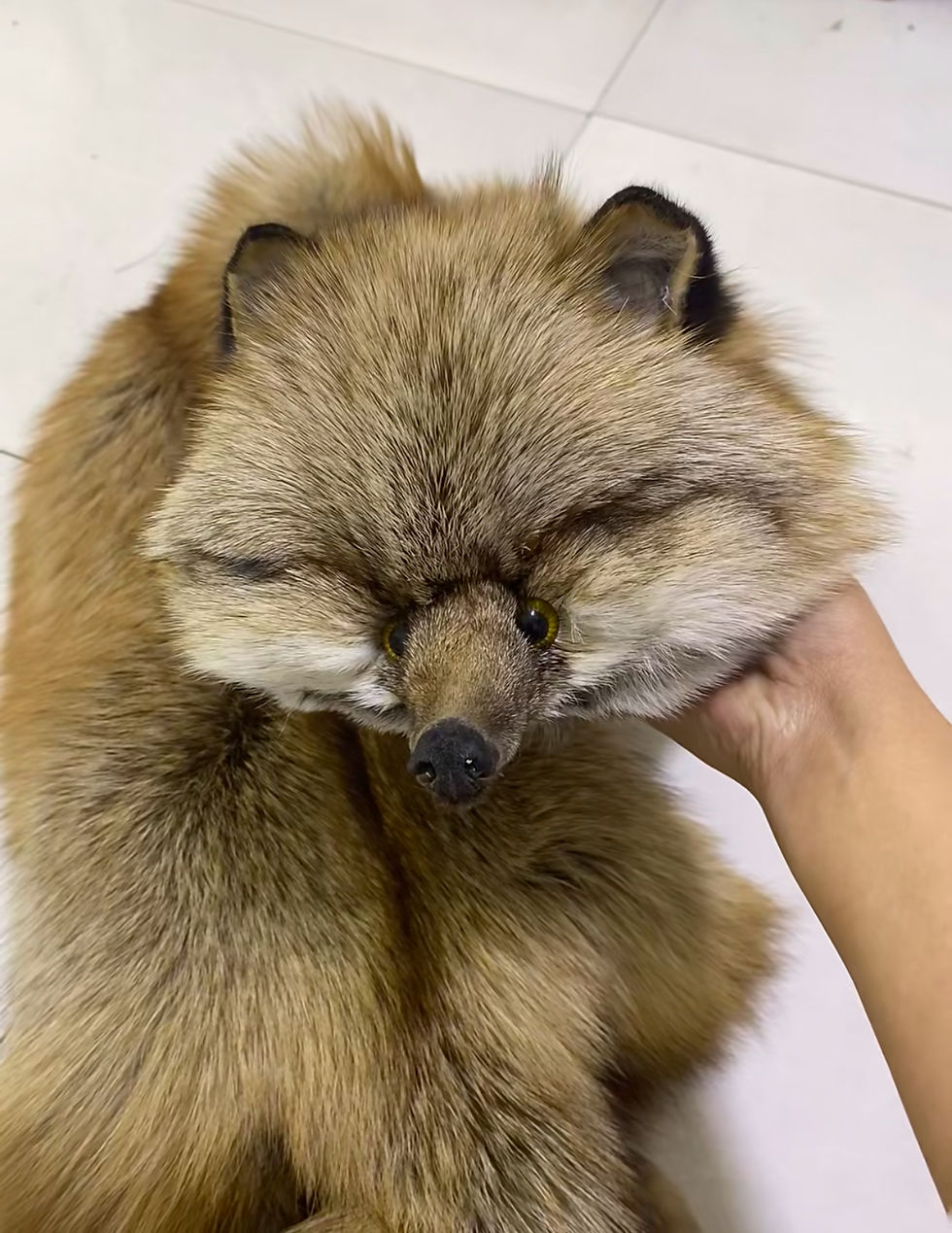 Thumbnail: Natural Red Fox Furs, Red Fox Fur Collar, Red Fox Fur Stole, Red Fox