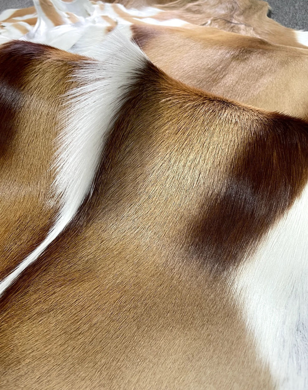 Miniatura: Real Antelope Rug, Genuine Antelope Pelt Rug