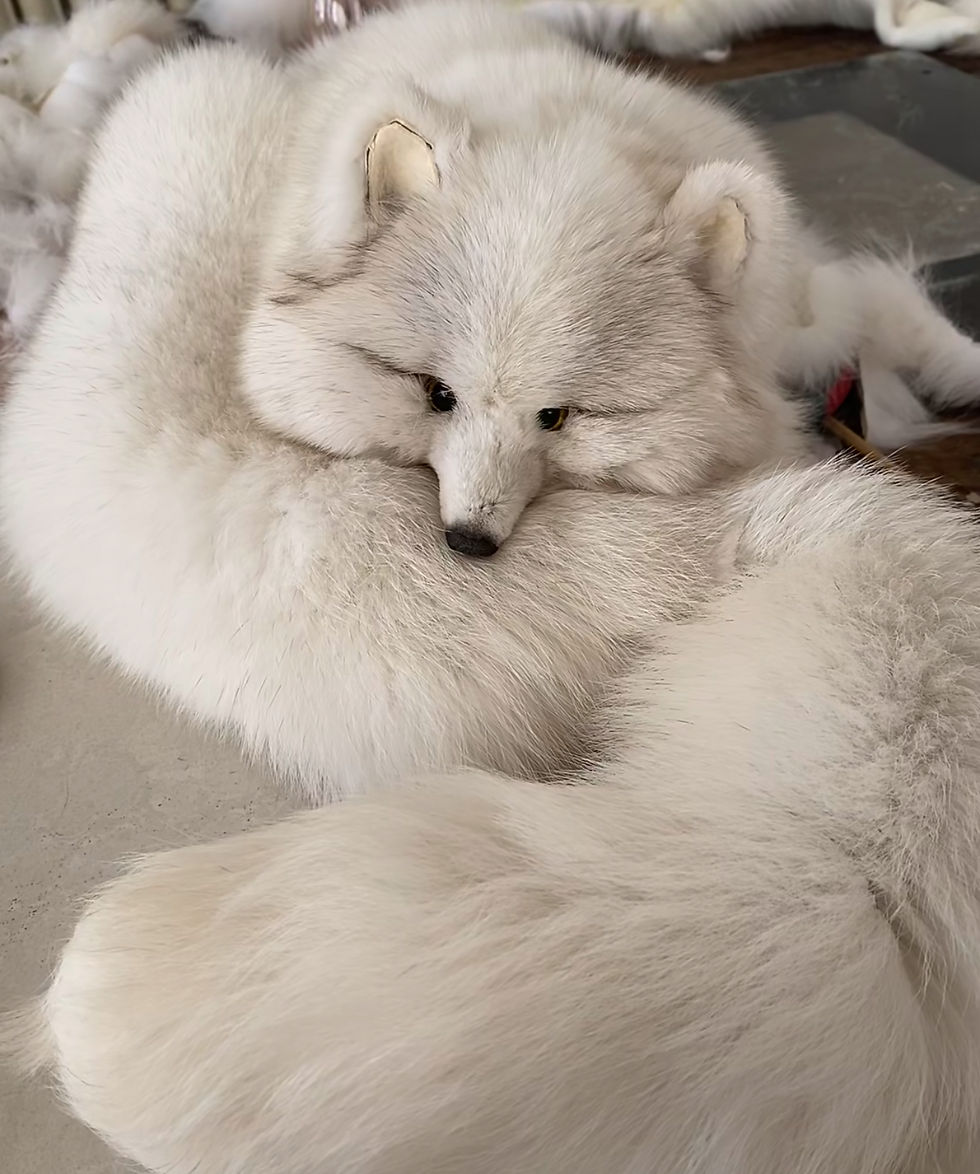 Miniatura: Natural White Fox Furs, White Fox Fur Collar,White Fox Fur Stole,White Fox Pelts
