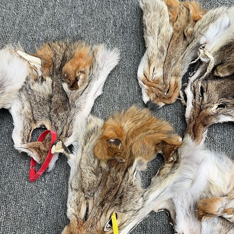 Thumbnail: Real Coyote Mask, Real Coyote Head, Real Coyote Face, Natural Coyote Fur Head