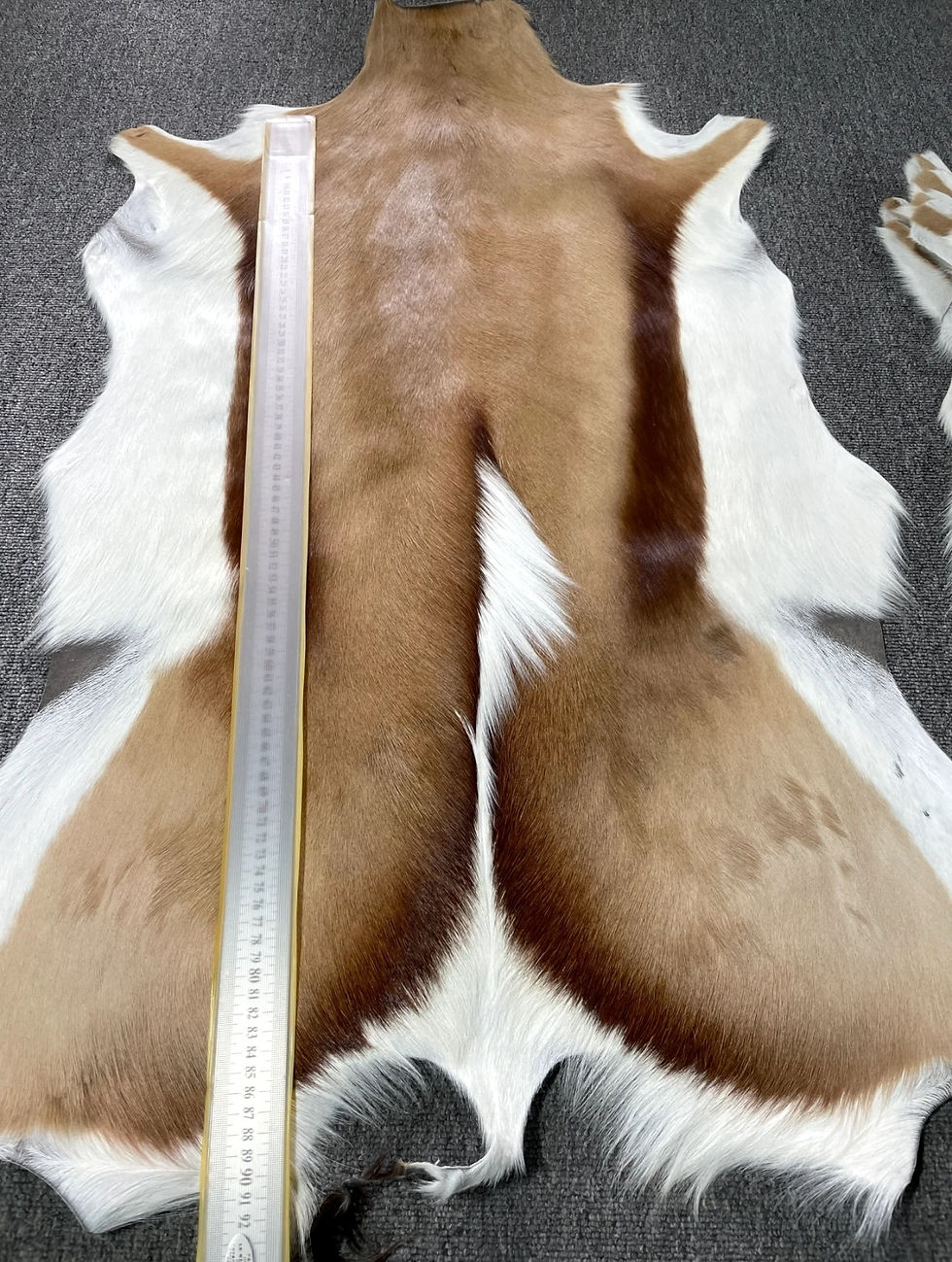 Miniatura: Real Antelope Rug, Genuine Antelope Pelt Rug