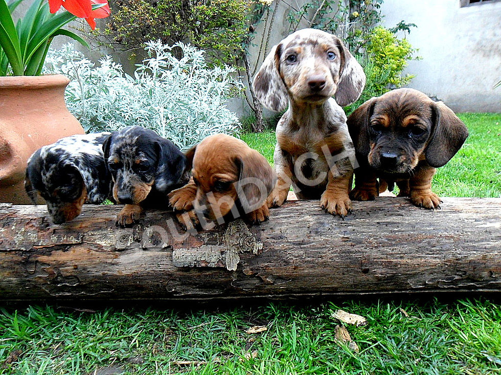 grupo cachorro sobre tronco con arturo bebe_edited