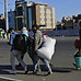 0.16765200_1586251554_migrants1.jpeg