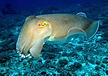 Cuttle fish in waters of fujairah