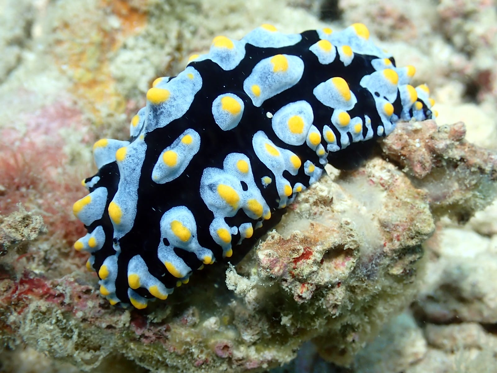 Nudi Branch