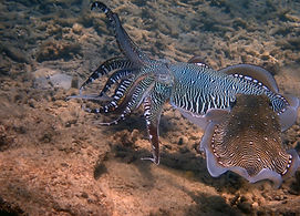 cuttlefish.jpeg