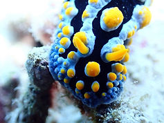 nudi2.jpeg