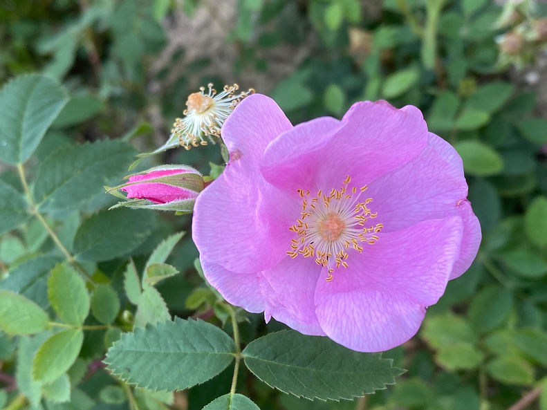 Rosa californica