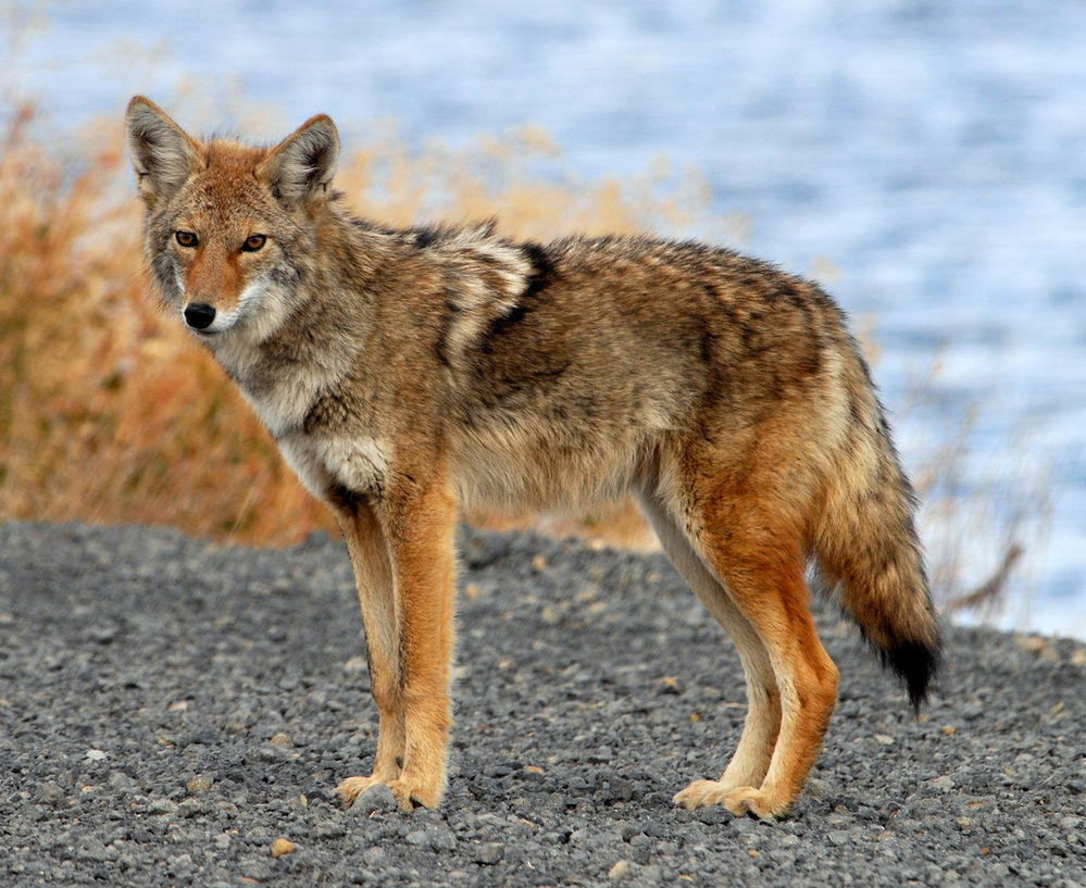 The Best Calls For Summer Coyotes