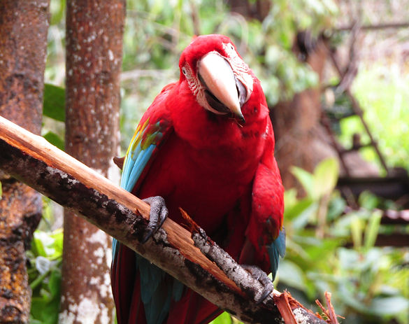 MANU AMAZONIA
Nativos&Naturaleza