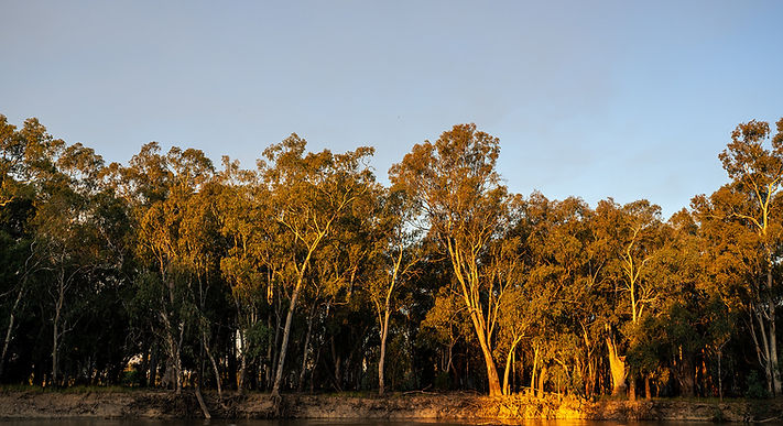 Murrumbidgee River in Darlington Point