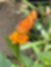 ButterflyAmsterdam.HEIC