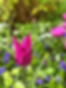 MonetGarden.HEIC