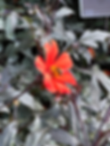 AmsterdamBotGarden.HEIC
