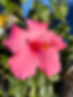 Hibiscus FL.HEIC
