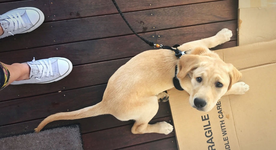 That puppy is not your dog.