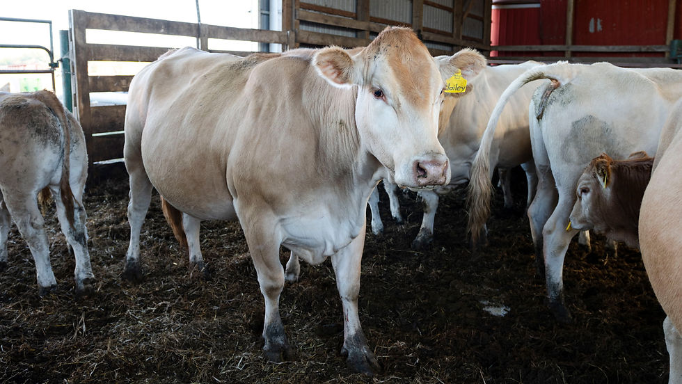 9D8B53F8-1319-413D-BCEA-42609F94AE99