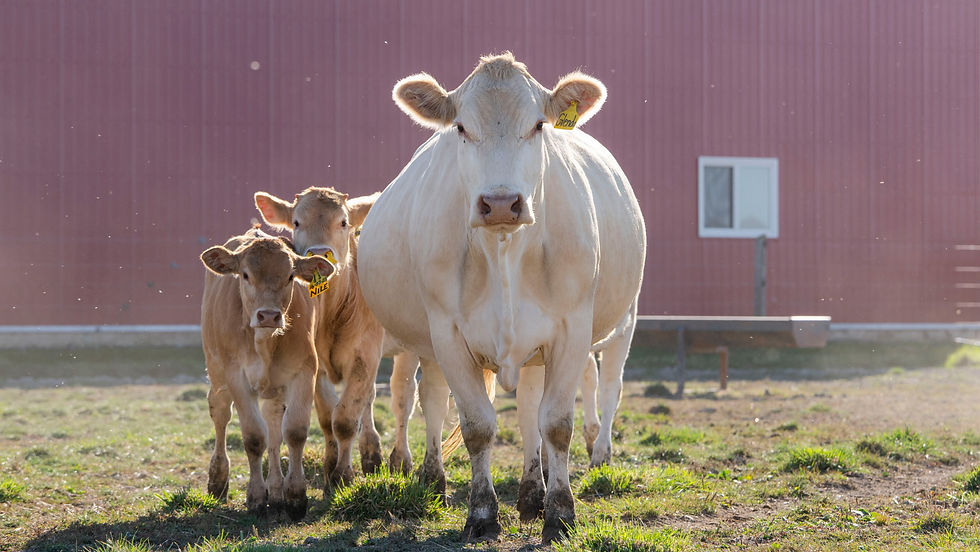 E710A417-6D28-49A3-A6F8-058E513622D6