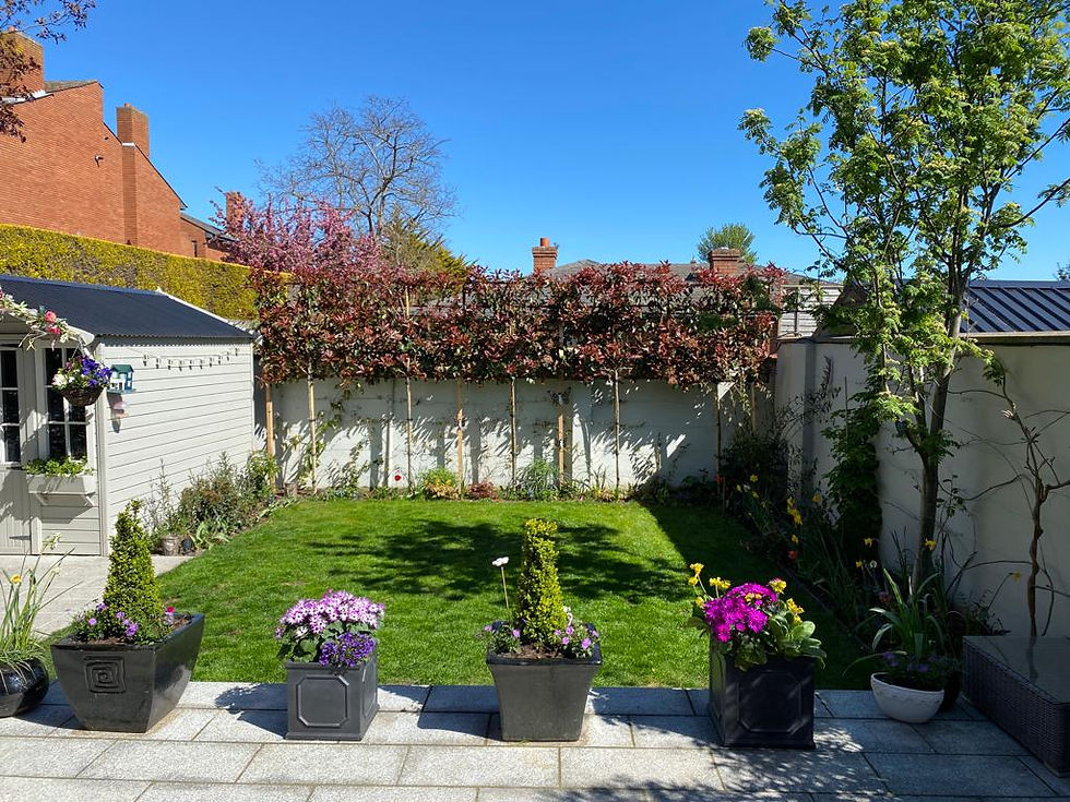 After - Photinia espalier trees provide privacy.