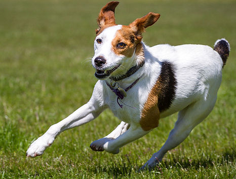 TERRIERS square 750px.jpg