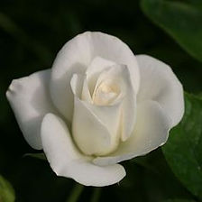 9afbff5401d51e1513d7030b0fd59016--florib