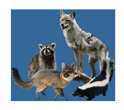 Missoula home inspector, missoula home inspectors, missoula home inspection, missoula home inspections, river city inspections, gabe semenza, wildlife