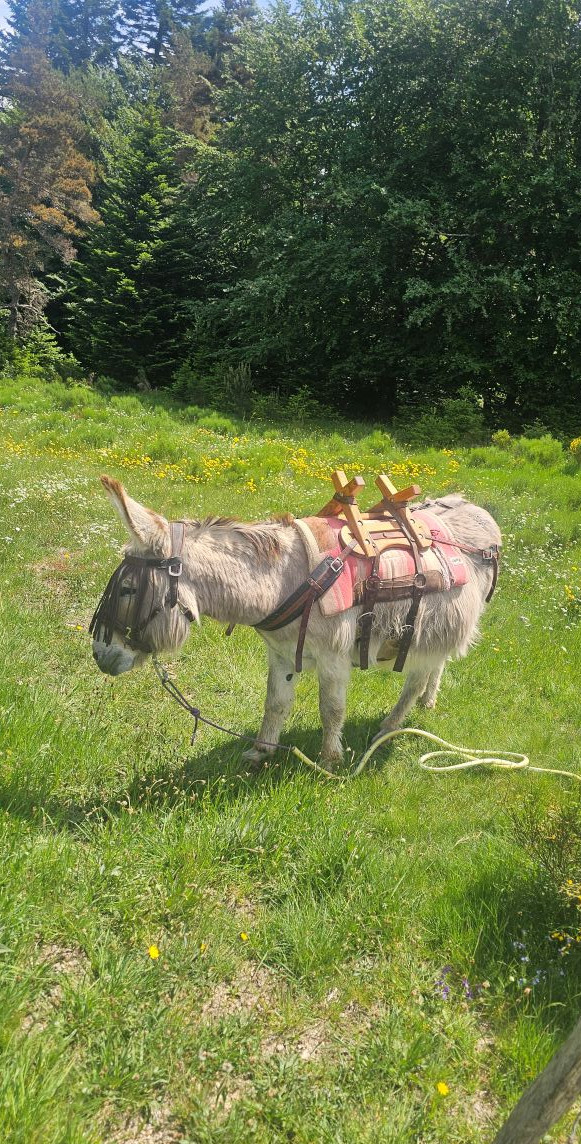 Esel Pivois macht Pilgerpause