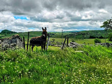 Langohr auf dem Aubrac Hochplateau