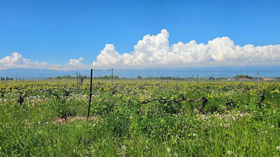 Weinanbaugebiet auf französischem Boden