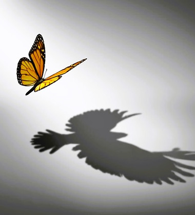 papillon.JPG