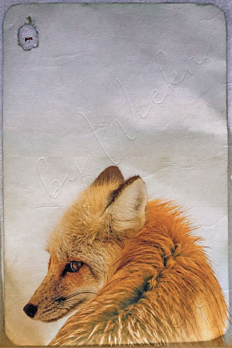 Miniaturbild: wandbild waldtiere fuchs im rustikalen landhausstil von bildermanufaktur wieka bloom