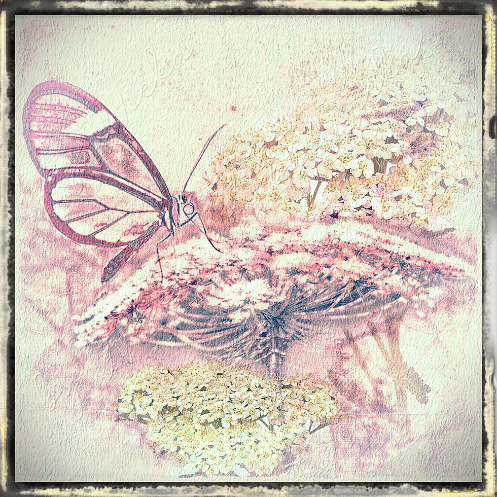 Miniaturbild: wandbild vintageblumen schmetterling auf schafgarbe als leinwandbild, kunstdruck, holzdruck günstig kaufen