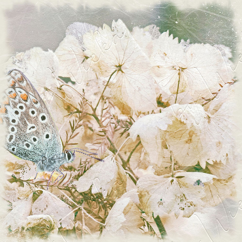 Miniaturbild: hortensienblüten in pastell wanddeko für wohnzimmer schlafzimmer büro