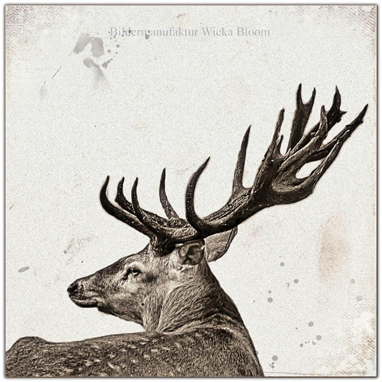 Miniaturbild: Waldtiere Hirsch Geweih shabbychic