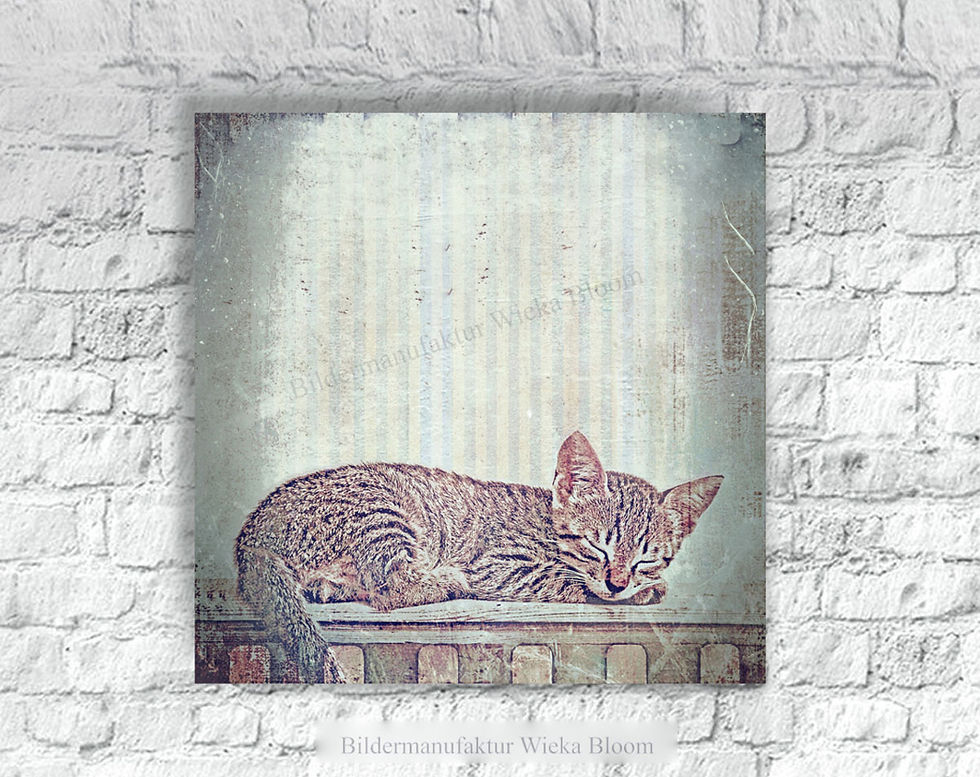 Miniaturbild: katzenliebe wandbild katze im shabby chic vintage style landhausstil, geschenk wanddeko holzdruck leinwandbild günstig kaufen