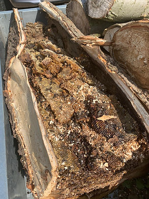 HONEY BEE nest.jpeg