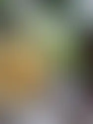 ¿Cuáles son los beneficios de Ghee y cómo se hace?