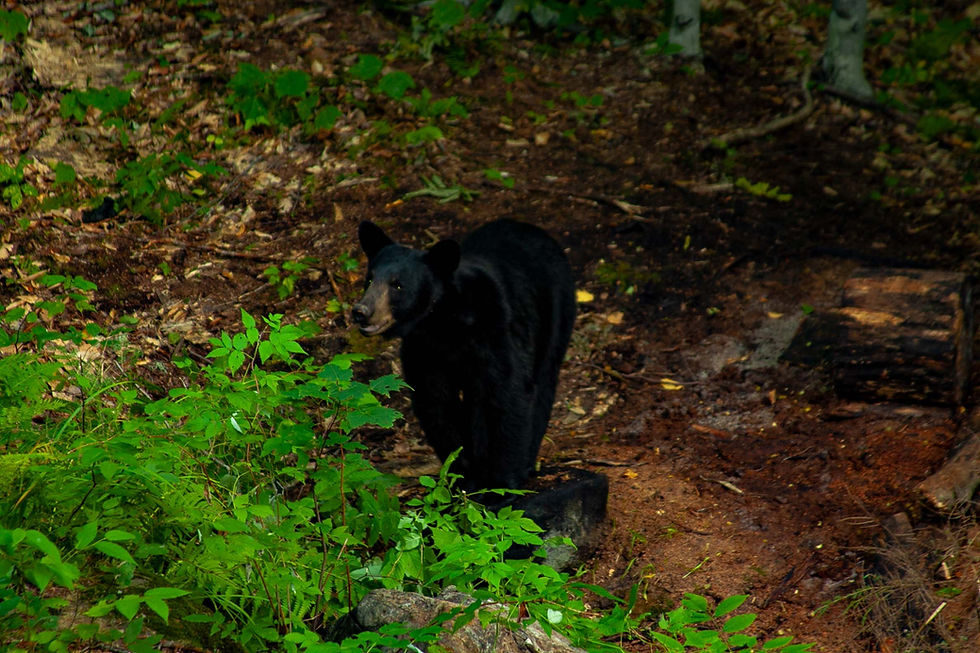 Camouflage Techniques for Successful Wildlife Photography