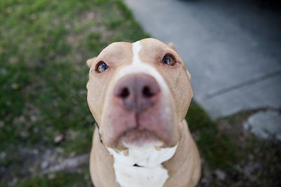 PaisleyAdoption7605sak.jpeg