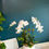 Thumbnail: white orchid arrangement Great Neck Florist Sameday delivery