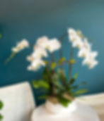 white orchid arrangement Great Neck Florist Sameday delivery