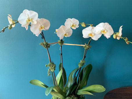 HOW TO GROW ORCHID