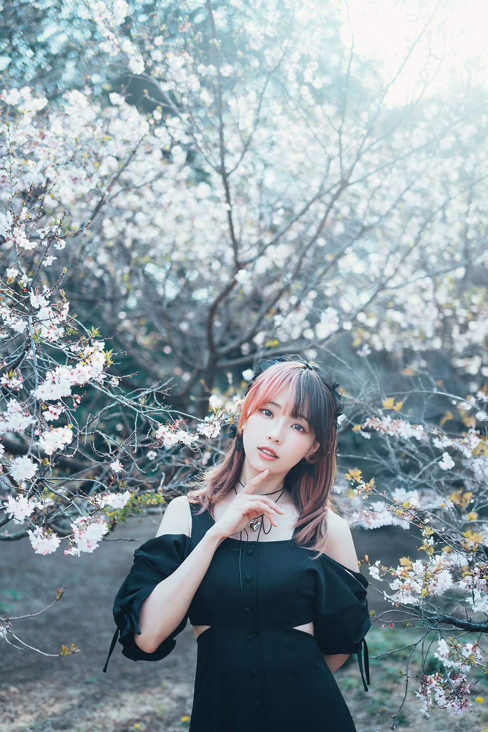 縮圖：Digital【Falling Petals Midnight Black】櫻花落影・緞黑