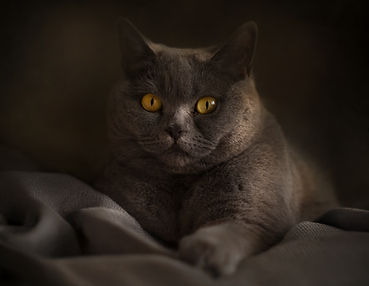 Johanna Katze 3 Mai 26.jpg