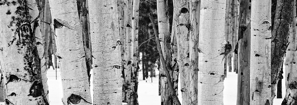 birch.jpg