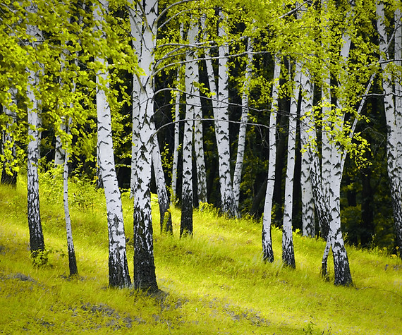 birchfall.jpg